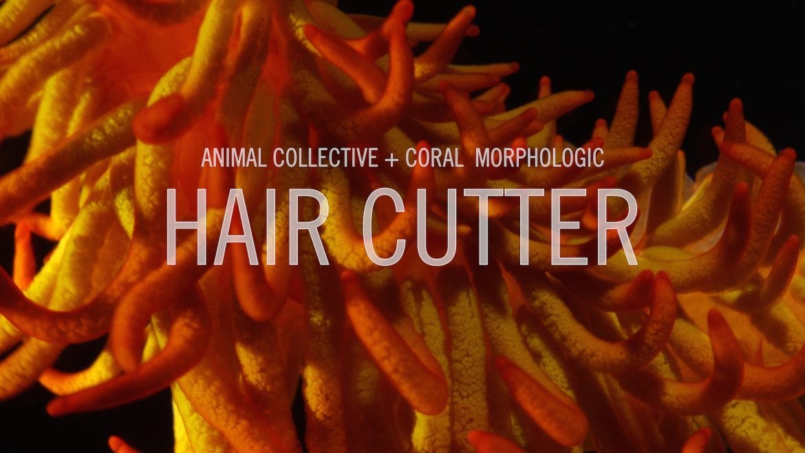 Animal Collective zapowiadają nowy album